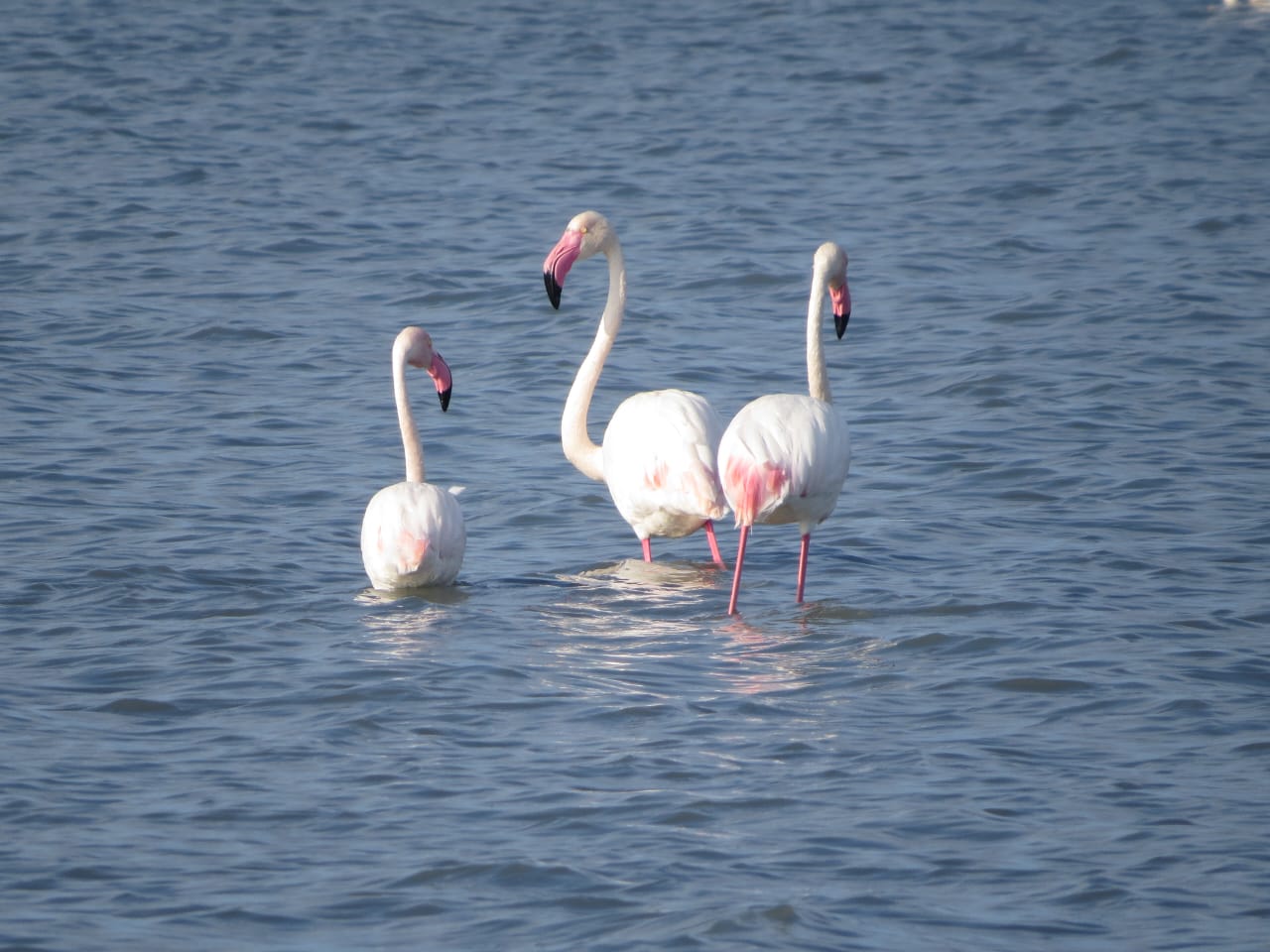 Flamingos in Narta Lagoon